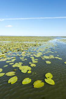 Lac nénuphars