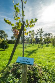 arboretum Le Bignon