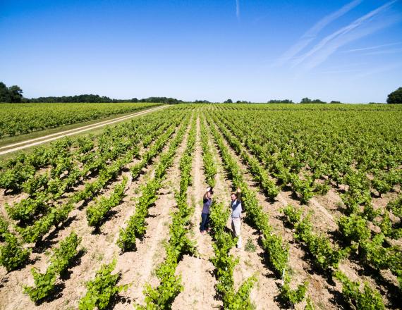 Vignes Chevalier