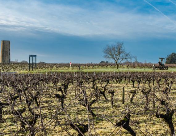 Vignes hiver