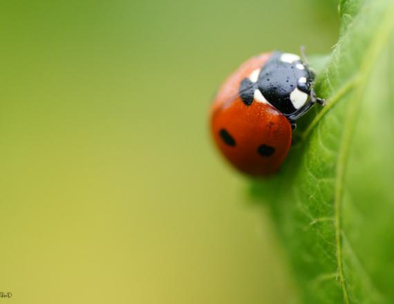 Coccinelle-atelier